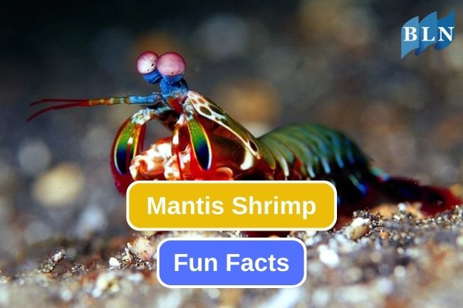 10 Impressive Facts about Mantis Shrimp